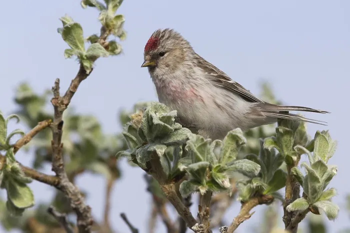 Framed Print : Arctic Redpoll