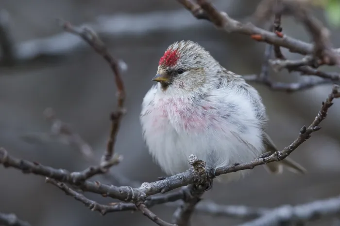 Framed Print : Arctic Redpoll Framed Print : Arctic Redpoll