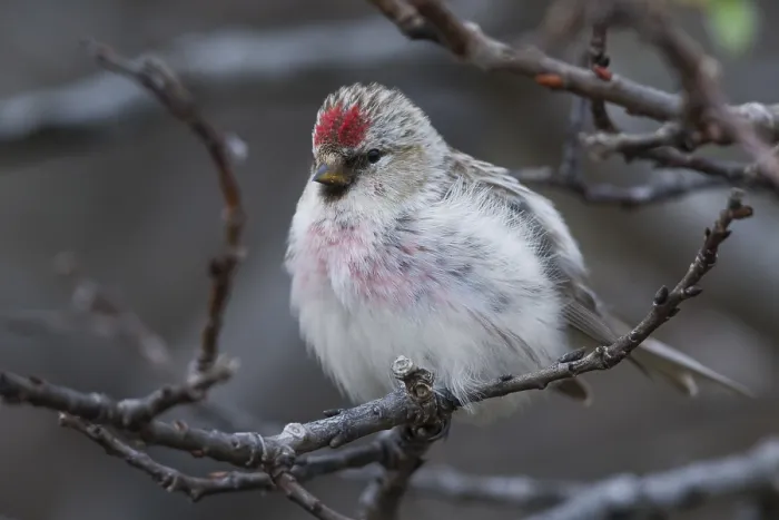 Framed Print : Arctic Redpoll Framed Print : Arctic Redpoll