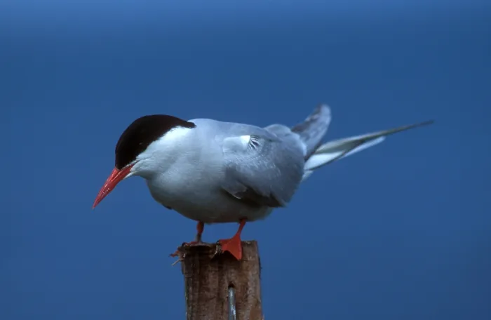 Framed Print : Arctic Tern