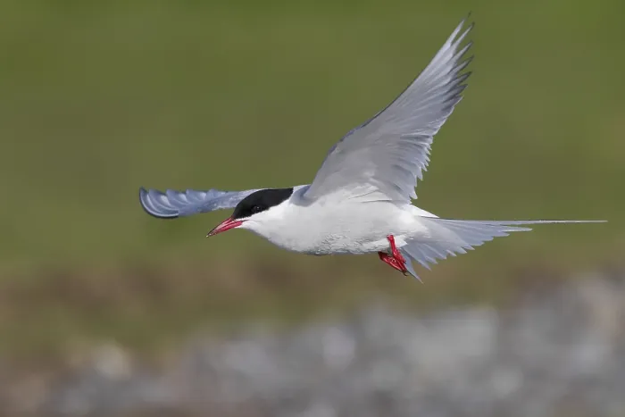 Framed Print : Arctic Tern