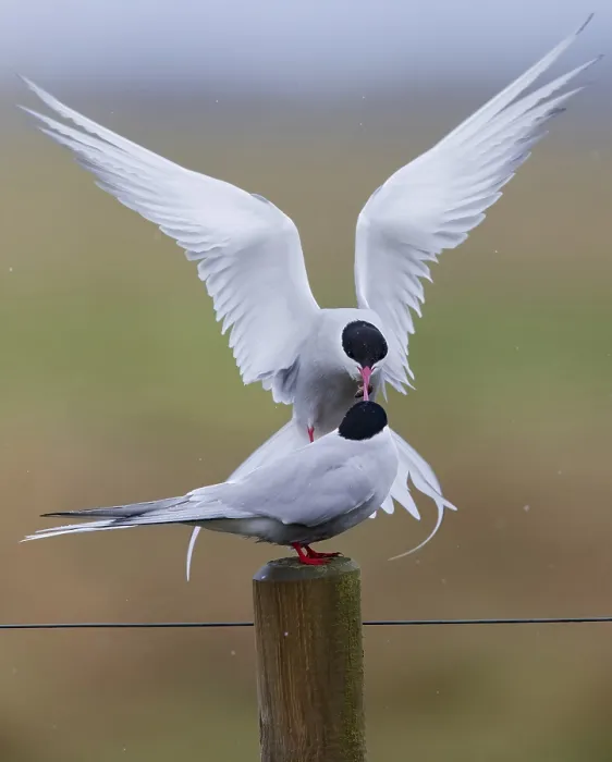Framed Print : Arctic Tern