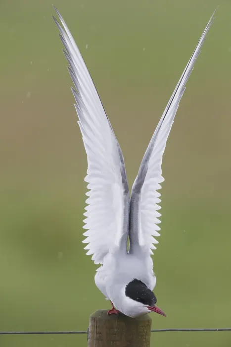 Framed Print : Arctic Tern Framed Print : Arctic Tern