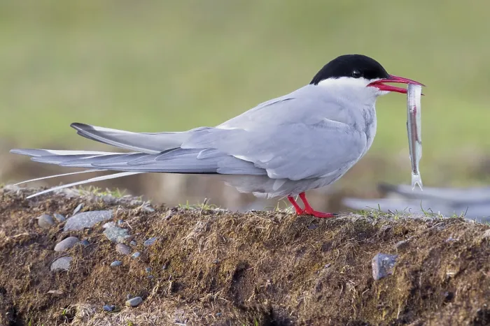 Framed Print : Arctic Tern