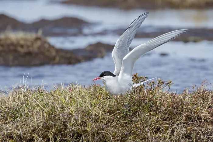 Framed Print : Arctic Tern, Sterna paradisaea Framed Print : Arctic Tern, Sterna paradisaea