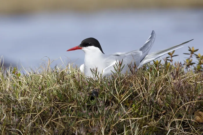 Framed Print : Arctic Tern, Sterna paradisaea