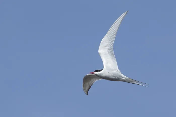 Framed Print : Arctic Tern, Sterna paradisaea