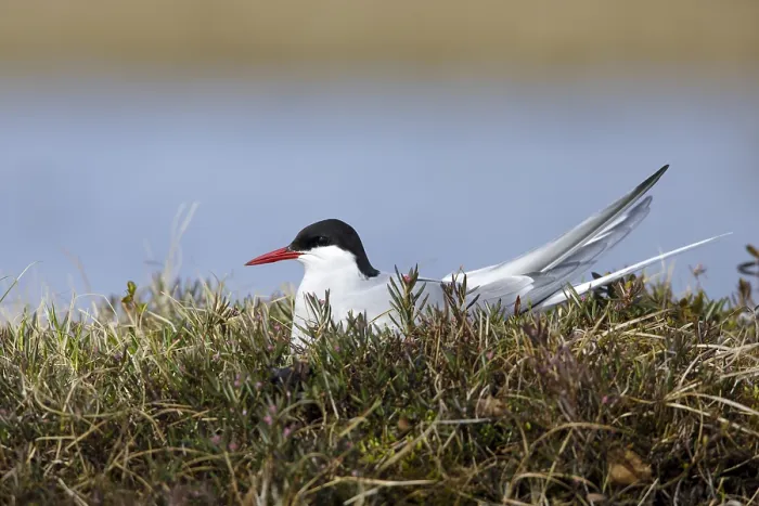Framed Print : Arctic Tern, Sterna paradisaea