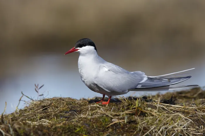 Framed Print : Arctic Tern, Sterna paradisaea Framed Print : Arctic Tern, Sterna paradisaea