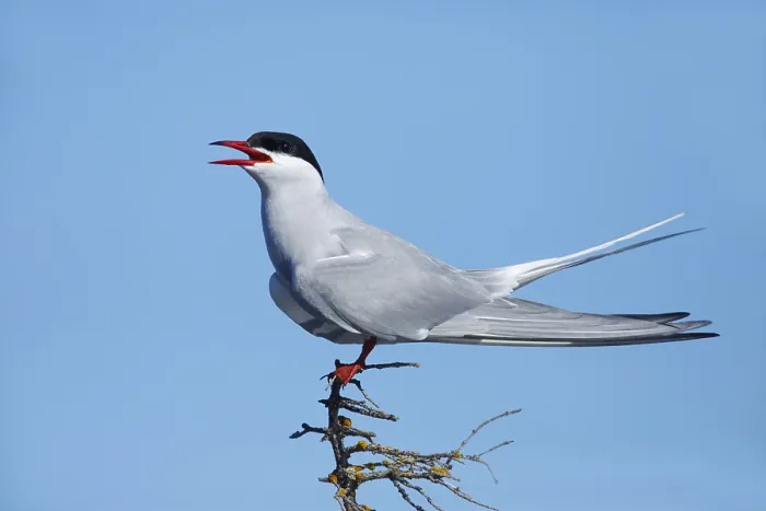 Framed Print : Arctic Tern, Sterna paradisaea