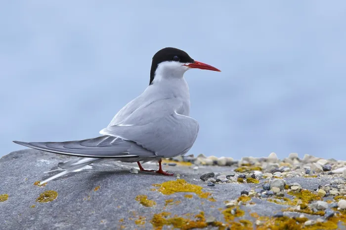 Framed Print : Arctic Tern, Sterna paradisaea
