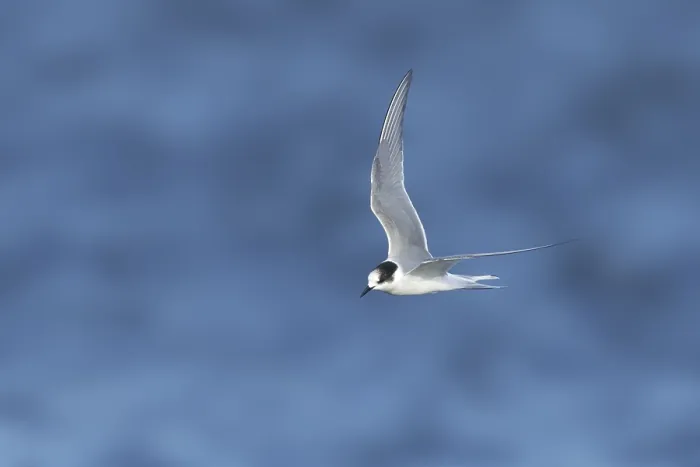 Framed Print : Arctic Tern, Sterna paradisaea