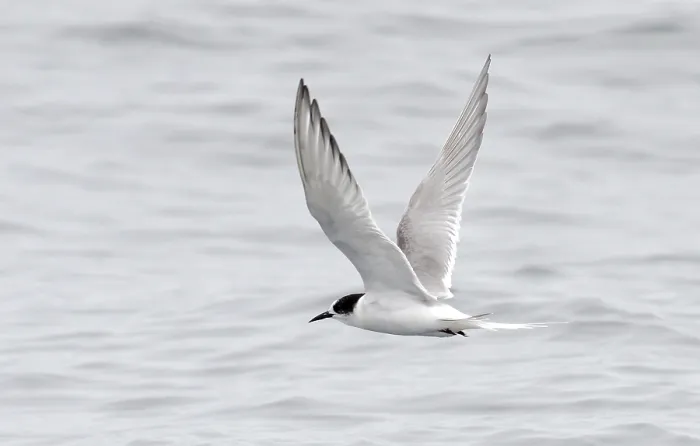 Framed Print : Arctic Tern, Sterna paradisaea