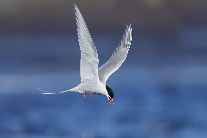 Framed Print : Arctic Tern, Sterna paradisaea