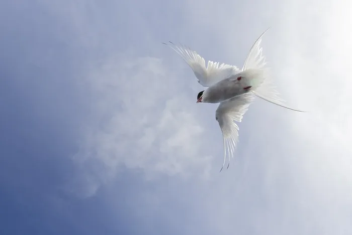 Framed Print : Arctic Tern, Sterna paradisaea