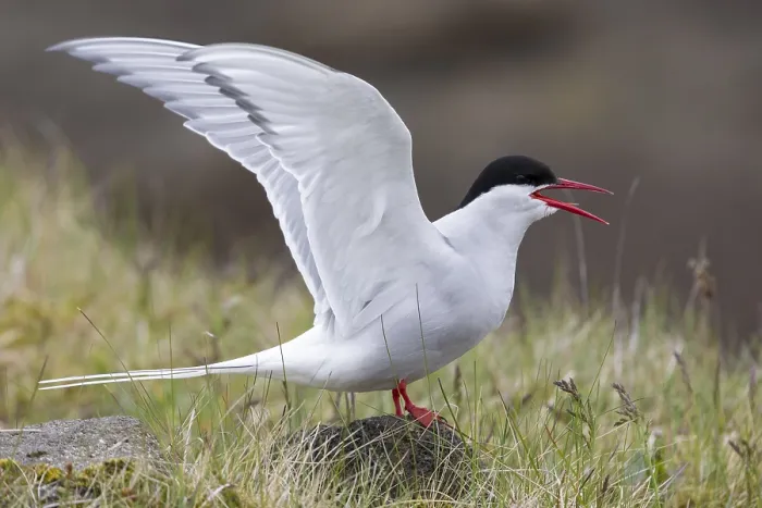 Framed Print : Arctic Tern, Sterna paradisaea