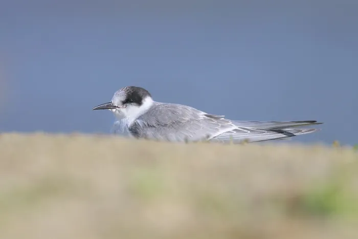 Framed Print : Arctic tern, Sterna paradisea