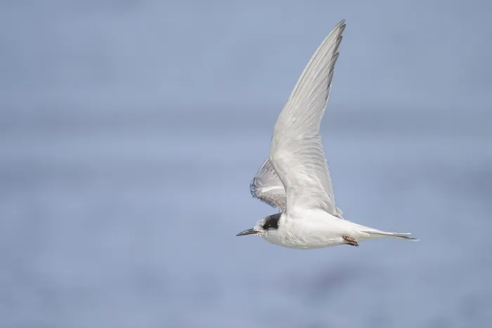 Framed Print : Arctic tern, Sterna paradisea