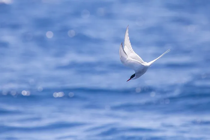 Framed Print : Arctic tern, Sterna paradisea