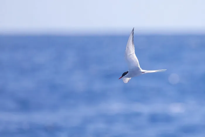 Framed Print : Arctic tern, Sterna paradisea