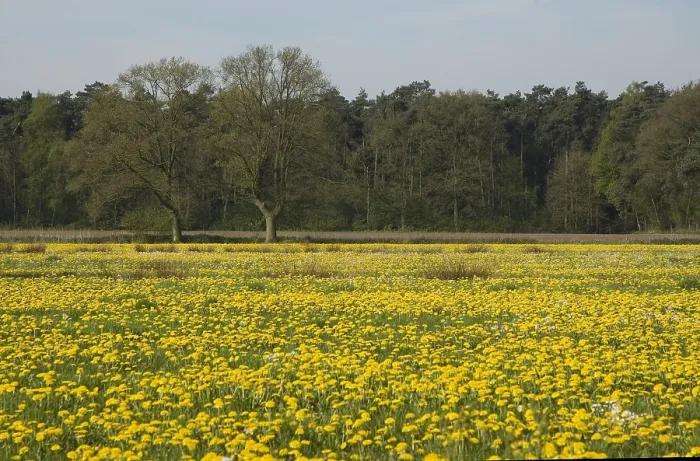 Framed Print : Aschpotterveld