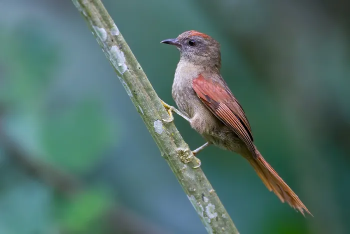 Framed Print : Ash-browed Spinetail