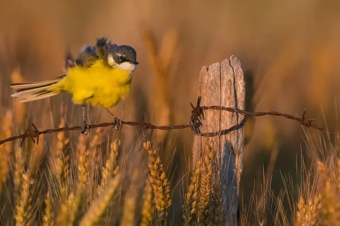 Framed Print : Ashy-headed Wagtail, Motacilla flava cinereocapilla