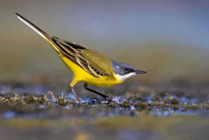 Framed Print : Ashy-headed Wagtail, Motacilla flava cinereocapilla