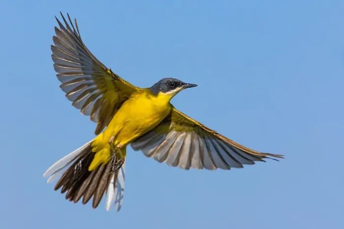 Framed Print : Ashy-headed Wagtail, Motacilla flava cinereocapilla