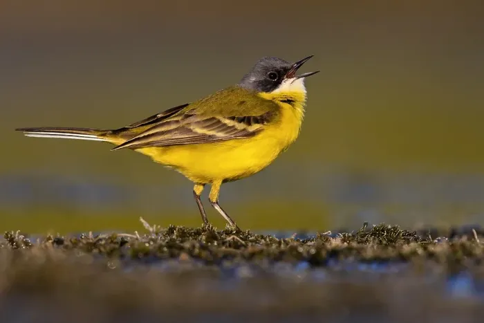 Framed Print : Ashy-headed Wagtail, Motacilla flava cinereocapilla