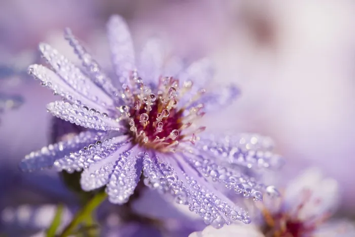 Framed Print : Aster covered in dew drops