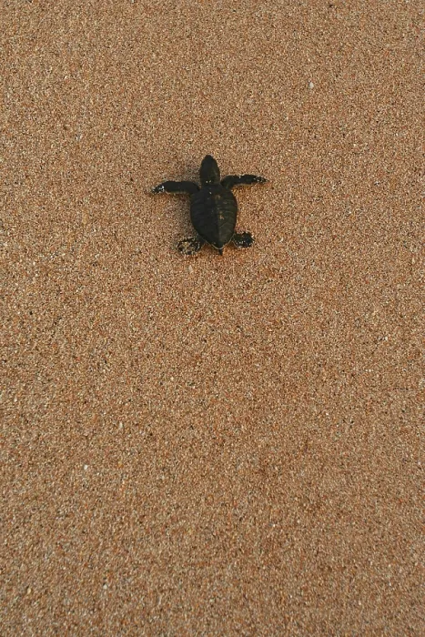 Framed Print : Atlantic Green Turtle