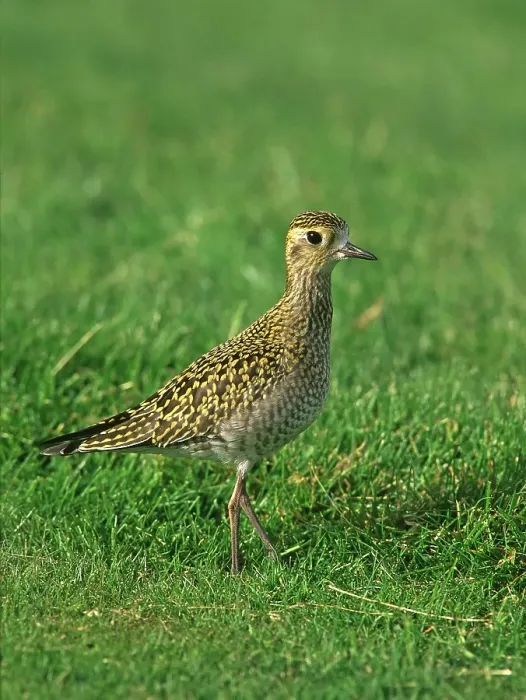 Framed Print : Aziatische Goudplevier, Pacific Golden Plover, Pluvialis fulva