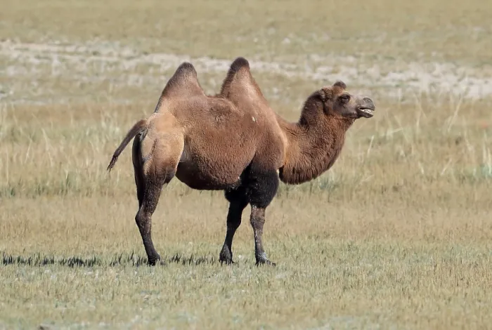 Framed Print : Bactrian camel, Camelus bactrianus