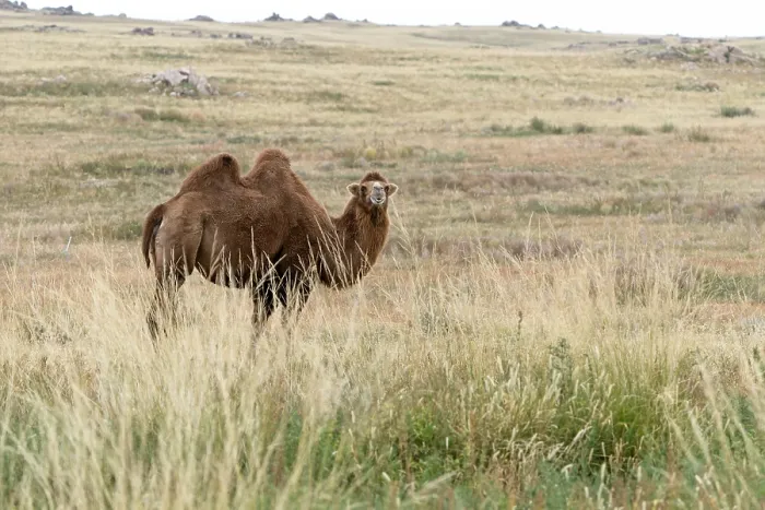 Framed Print : Bactrian camel, Camelus bactrianus