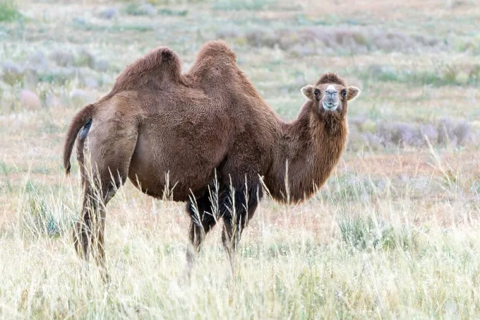 Framed Print : Bactrian camel, Camelus bactrianus