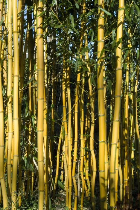 Framed Print : Bamboe, Bamboo
