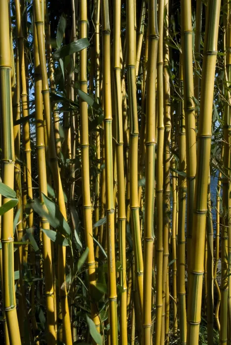 Framed Print : Bamboe, Bamboo