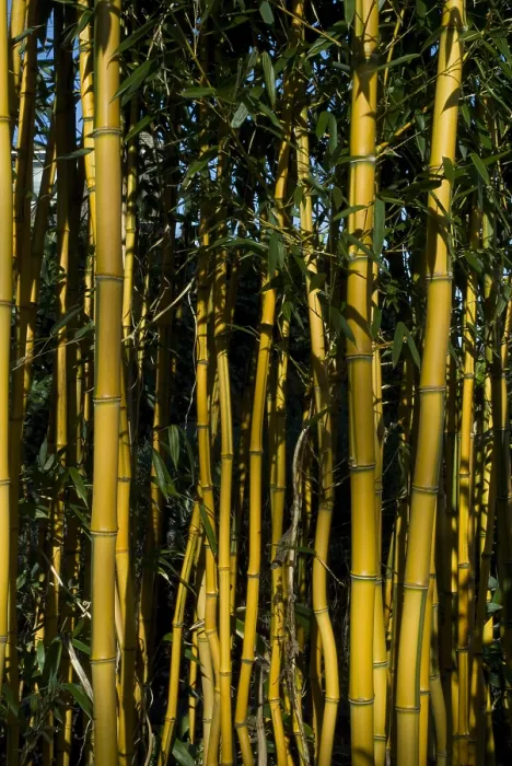 Framed Print : Bamboe, Bamboo