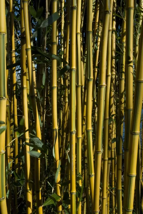 Framed Print : Bamboe, Bamboo