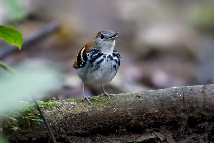 Framed Print : Banded Antbird