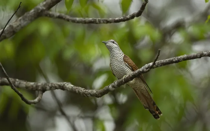 Framed Print : Banded Bay Cuckoo, Cacomantis sonneratii