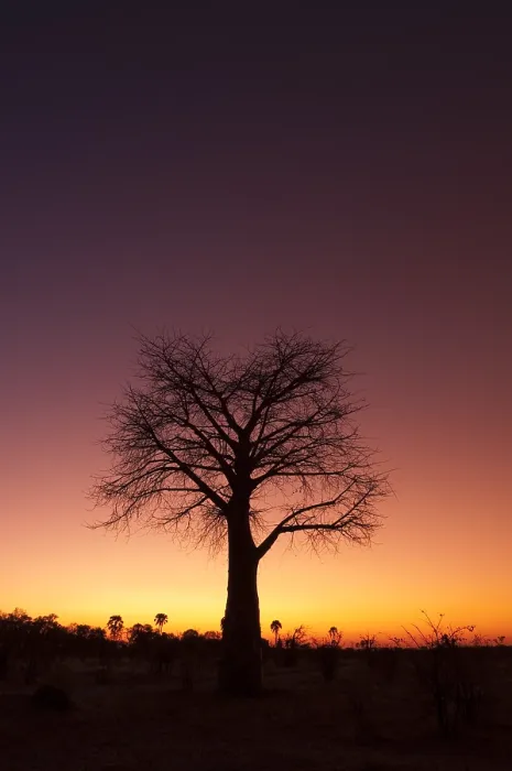 Framed Print : A baobab tree at twilight. Botswana Framed Print : A baobab tree at twilight. Botswana