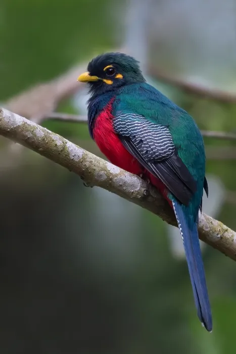 Framed Print : Bar-tailed Trogon, Apaloderma vittatum