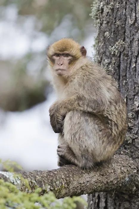 Framed Print : Barbary Macaque