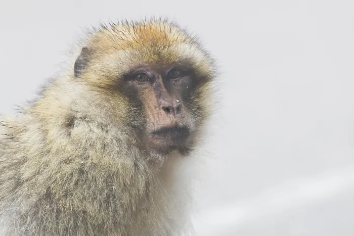 Framed Print : Barbary Macaque
