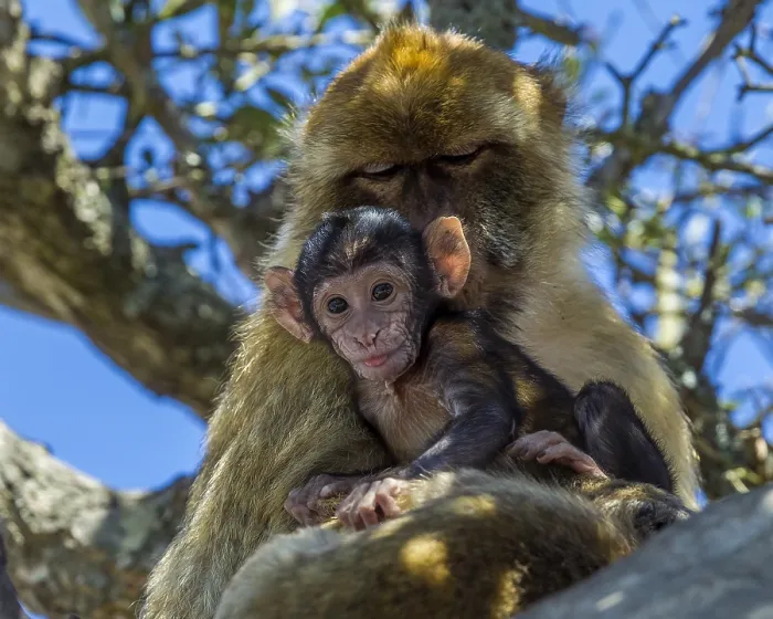 Framed Print : Barbary Macaque, Berberaap, Macaca sylvanus