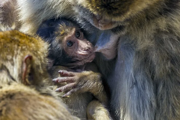 Framed Print : Barbary Macaque, Berberaap, Macaca sylvanus