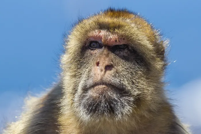 Framed Print : Barbary Macaque, Berberaap, Macaca sylvanus