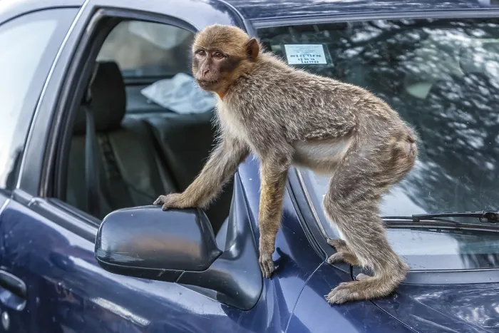 Framed Print : Barbary Macaque, Macaca sylvanus
